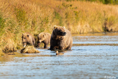 Brown Bears, Kulik  10