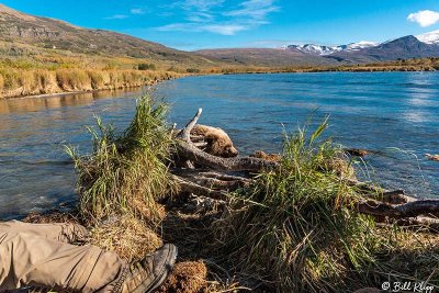 Brown Bears, Kulik  12