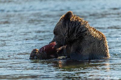 Brown Bears, Kulik  15