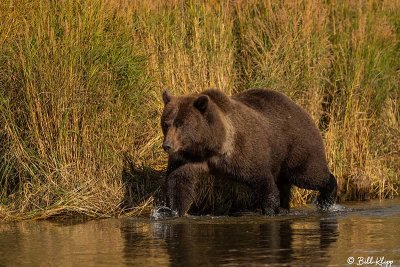 Brown Bears, Kulik 21