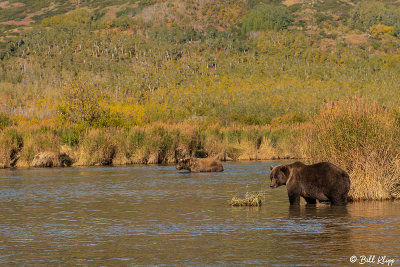 Brown Bears, Kulik  22