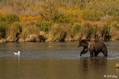 Brown Bears, Kulik  25