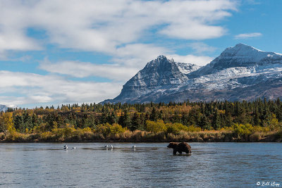 Brown Bears, Kulik  26