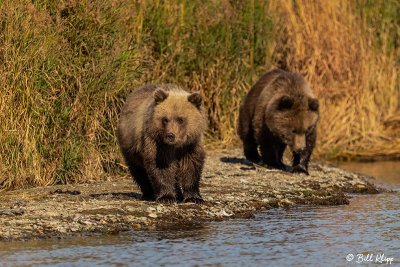 Brown Bears, Kulik  29