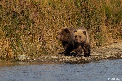 Brown Bears, Kulik  30
