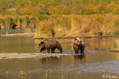 Brown Bears, Kulik  35