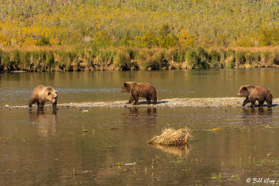 Brown Bears, Kulik  37