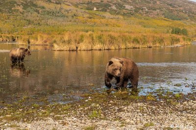 Brown Bears, Kulik  39