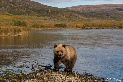 Brown Bears, Kulik  40