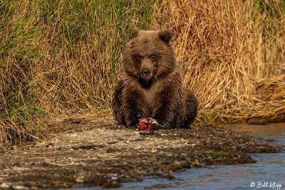 Brown Bears, Kulik  44