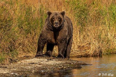 Brown Bears, Kulik  46