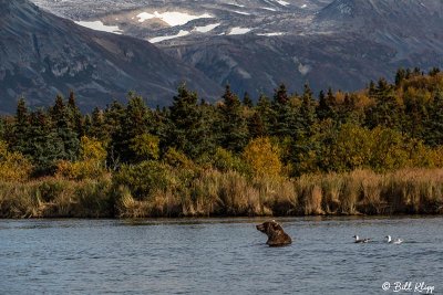 Brown Bears, Kulik  47