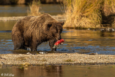 Brown Bears, Kulik  52