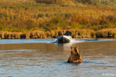 Brown Bears, Kulik  57