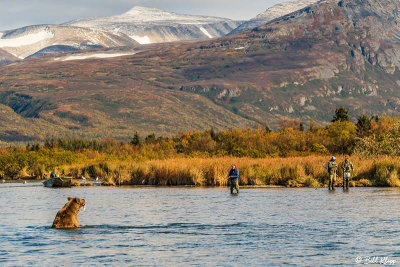 Brown Bears, Kulik  58