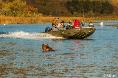 Brown Bears, Kulik  61