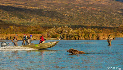 Brown Bears, Kulik  62