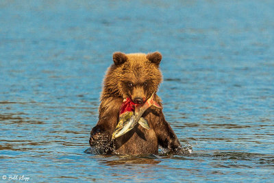 Brown Bears, Kulik  65