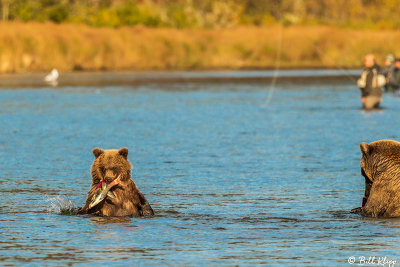 Brown Bears, Kulik  66