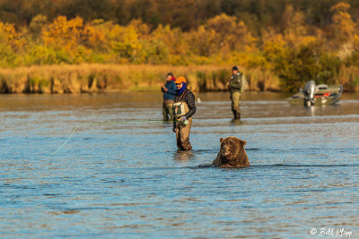 Brown Bears, Kulik  69