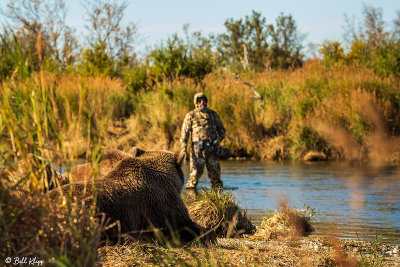 Brown Bears, Kulik  70