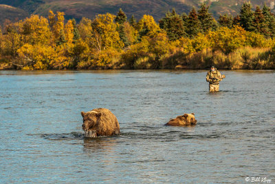 Brown Bears, Kulik  71