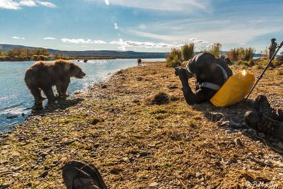 Brown Bears, Kulik  73