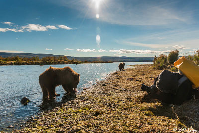 Brown Bears, Kulik  74