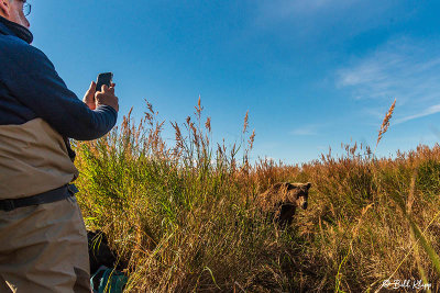 Brown Bears, Kulik  76