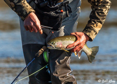 Fly Fishing, Kulik River  4