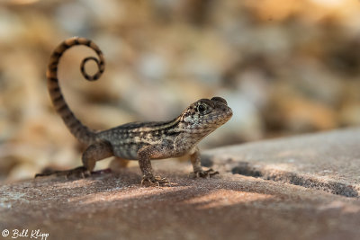 Curly-Tailed Lizard  31