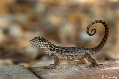 Curly-tailed Lizard  26