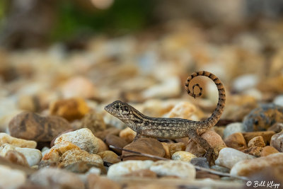 Curly-tailed Lizard  27