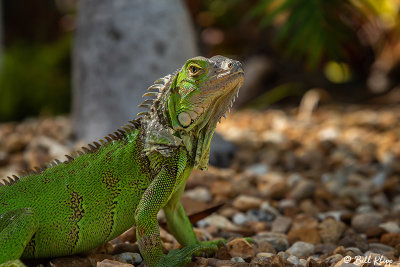 Green Iguana  50