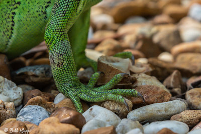 Green Iguana  51