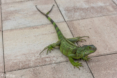 Green Iguana  52