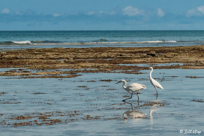 Juvenile Little Blue Herons, Marvin Keys  1