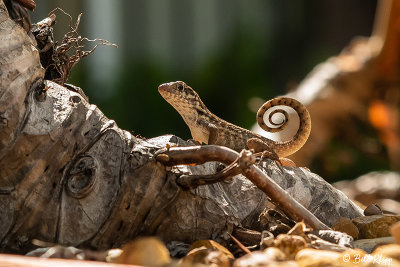 Curly-Tailed Lizard  28