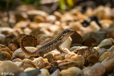 Curly-Tailed Lizard  30