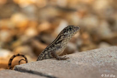 Curly-Tailed Lizard  32