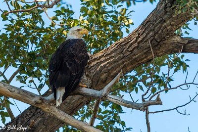 Bald Eagles, Yellowstone River, Montana