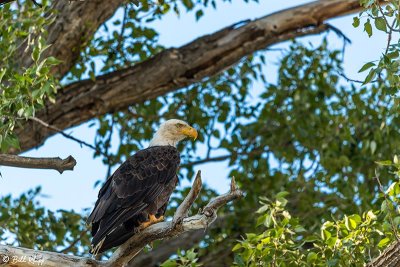 Bald Eagles, Yellowstone River, Montana