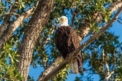 Bald Eagles, Yellowstone River, Montana