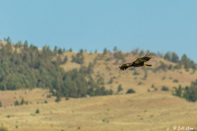 Bald Eagles, Yellowstone River, Montana