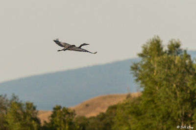 Great Blue Heron, Yellowstone River, Montana