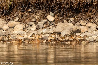 Mallard Ducks, Yellowstone River, Montana