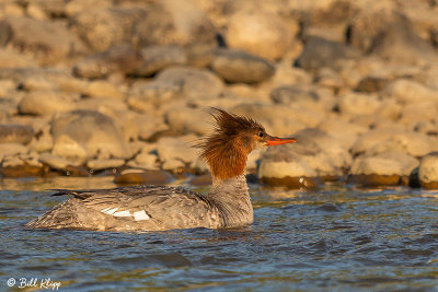 Merganser, Yellowstone River, Montana