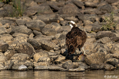 Osprey, Yellowstone River, Montana