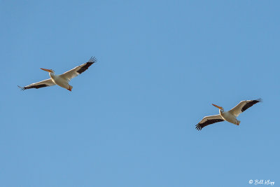 White Pelicans, Yellowstone River, Montana