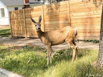 Deer, Livingston, Montana  1